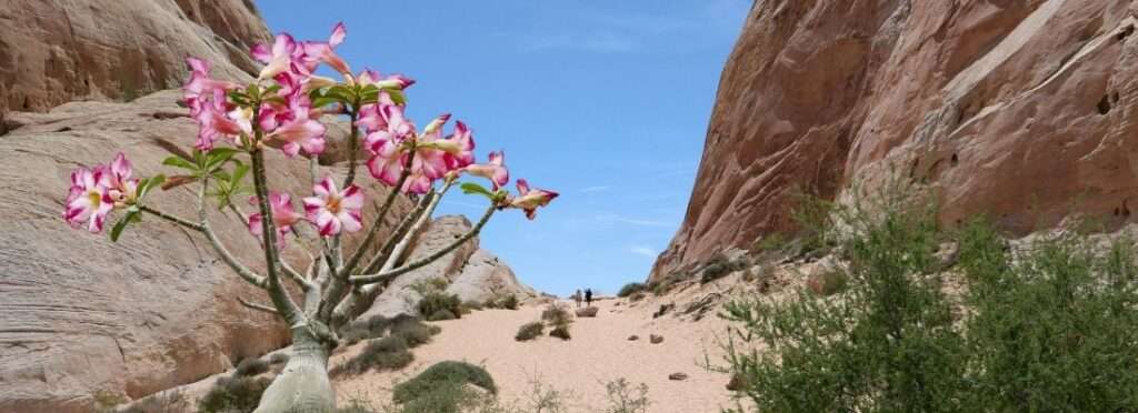 Wüstenrose in Arabien