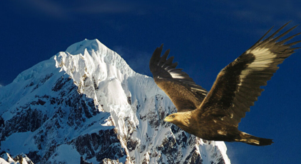 Vom Adler aus dem Hühnerstall