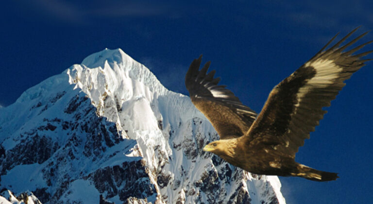 Vom Adler aus dem Hühnerstall