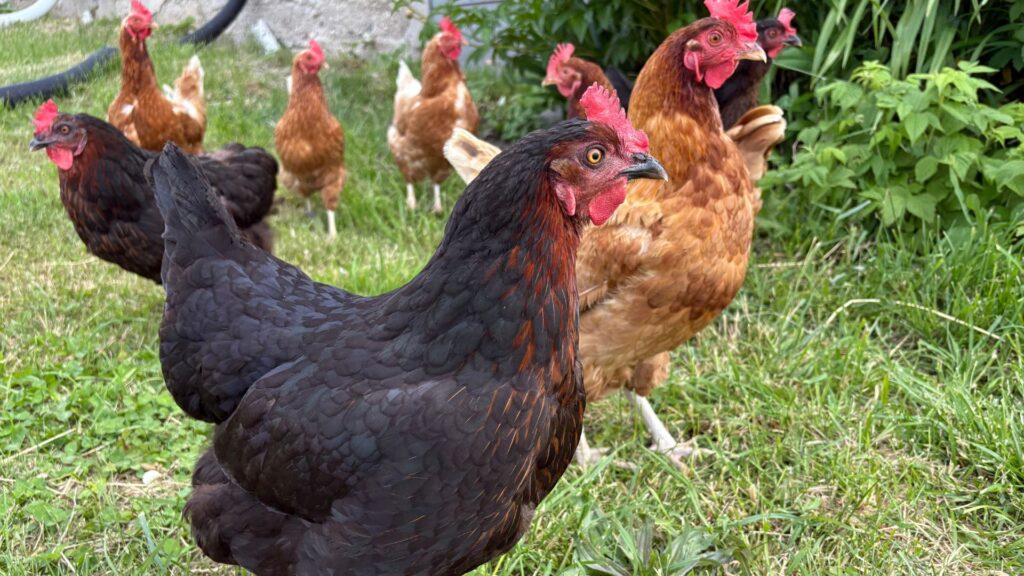 Adler oder Huhn - Es ist Deine Entscheidung